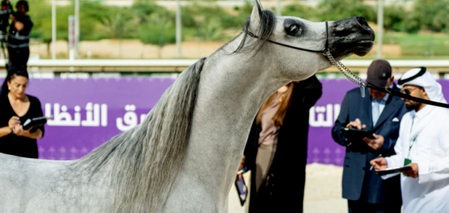 بمشاركة عالمية واسعة.. اختتام فعاليات مهرجان بطولة العالم لخيل الجزيرة 2026 في الرياض